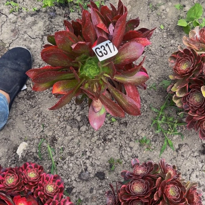 魅影七彩花30-17包邮花花