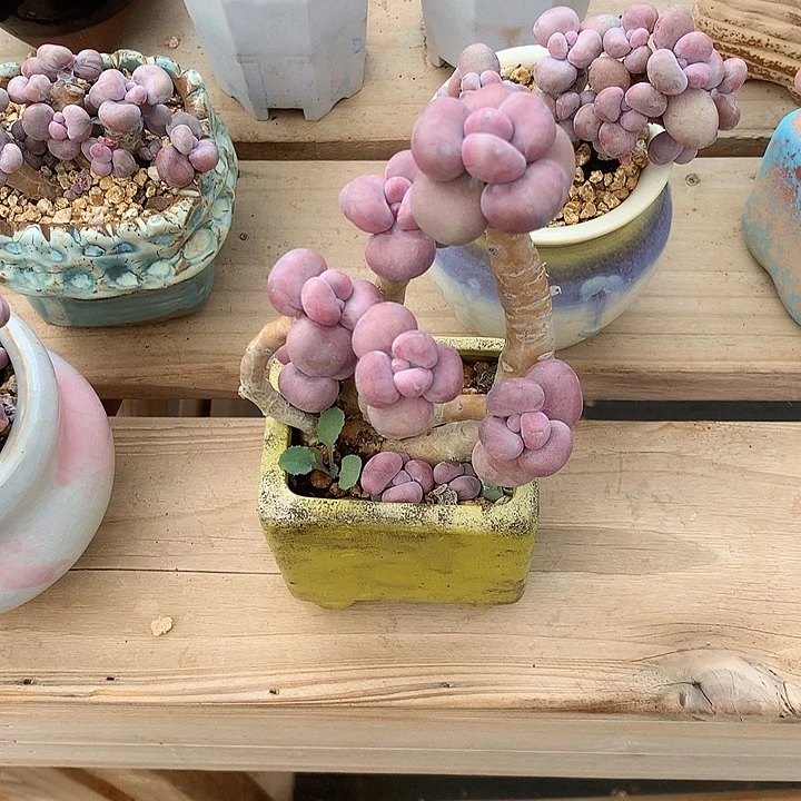 古咯多么咯顾客饿姐姐剃头呢