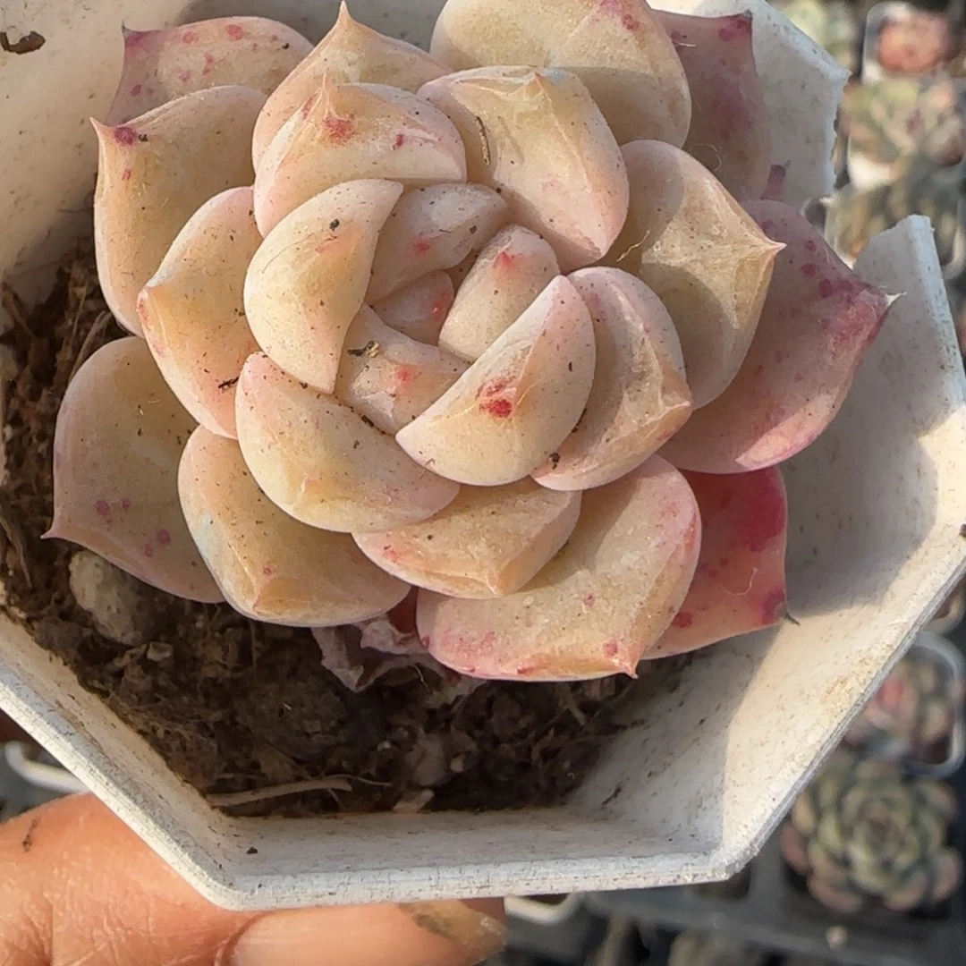 小卡拉米糖心一物一拍