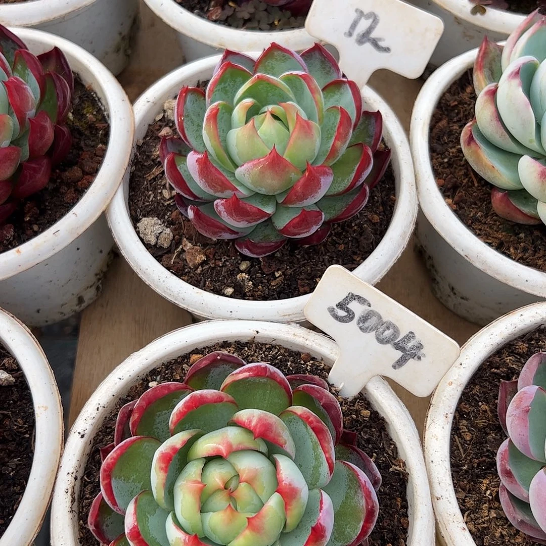 惊鸿仙子5004.12号