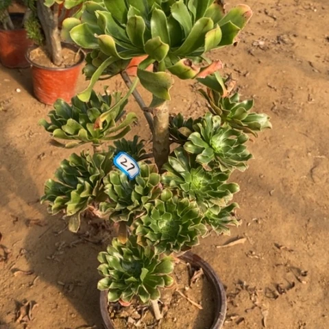 原始绿高一物一拍