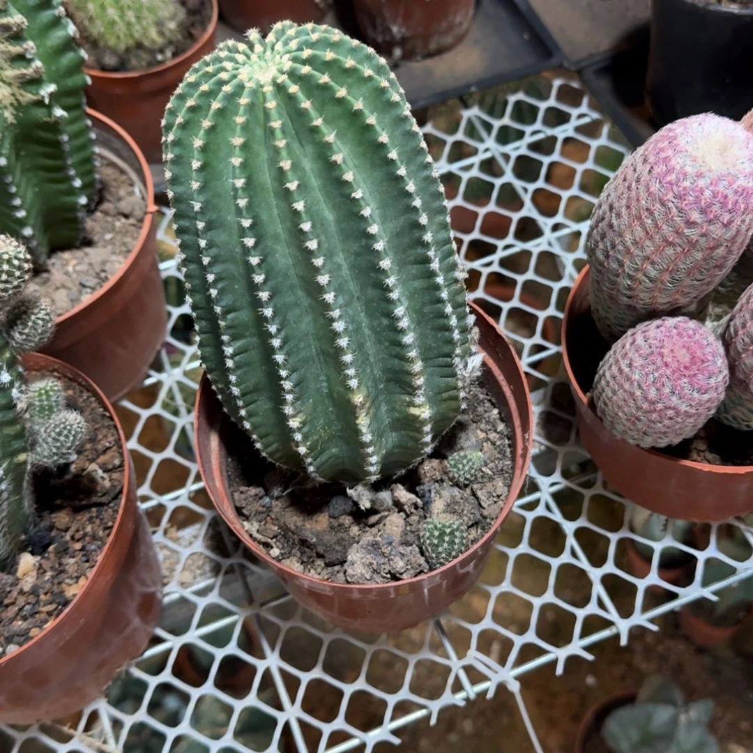 杨***妮可口可乐了可口可乐