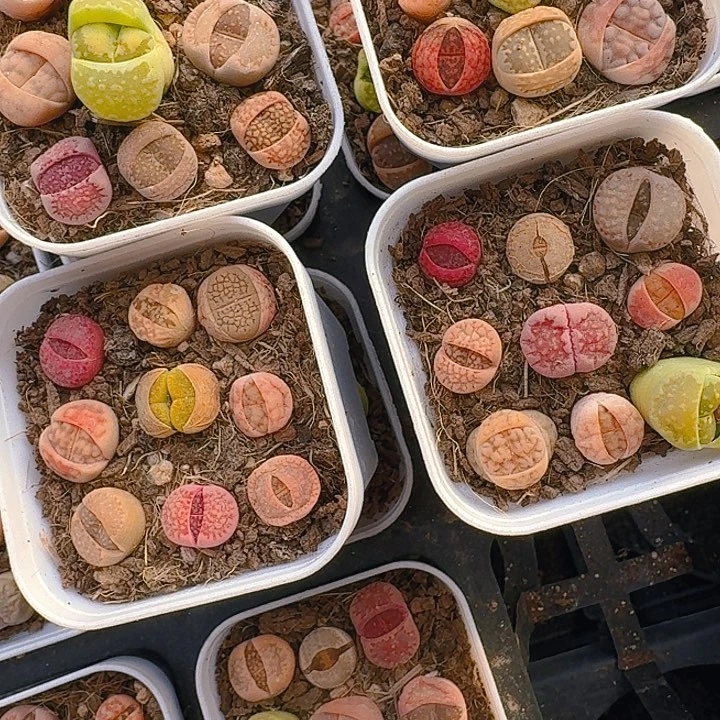 鑫***姨多肉植物一物一拍