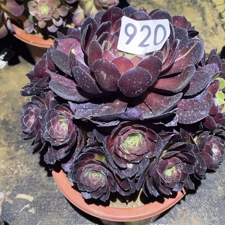 多肉植物法师920黑寡妇