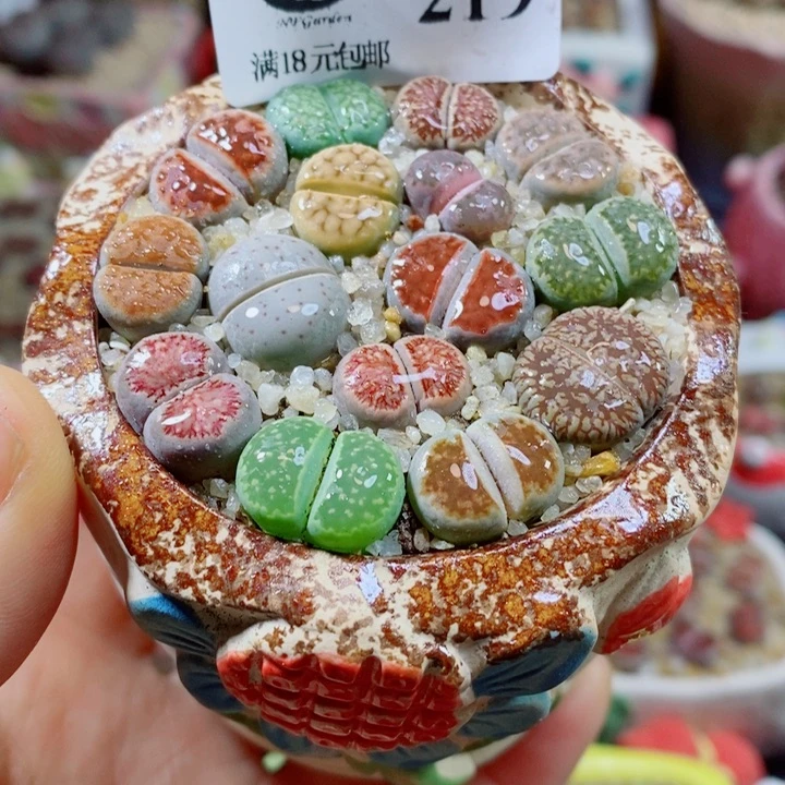 生石花花花花花花花花219