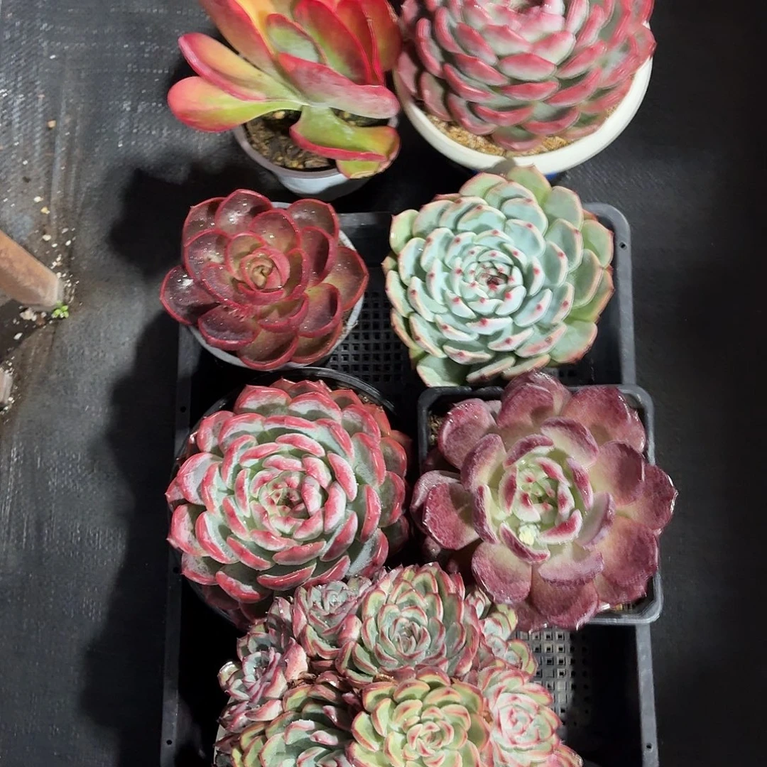 远***我多肉9颗一组专拍链接