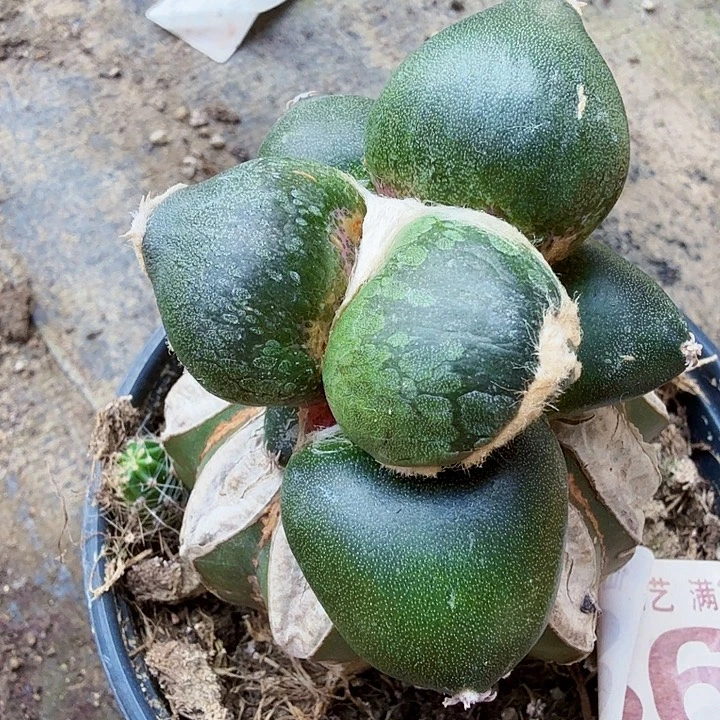 无花朵860大型连瓷光面蛋蛋牡丹西一