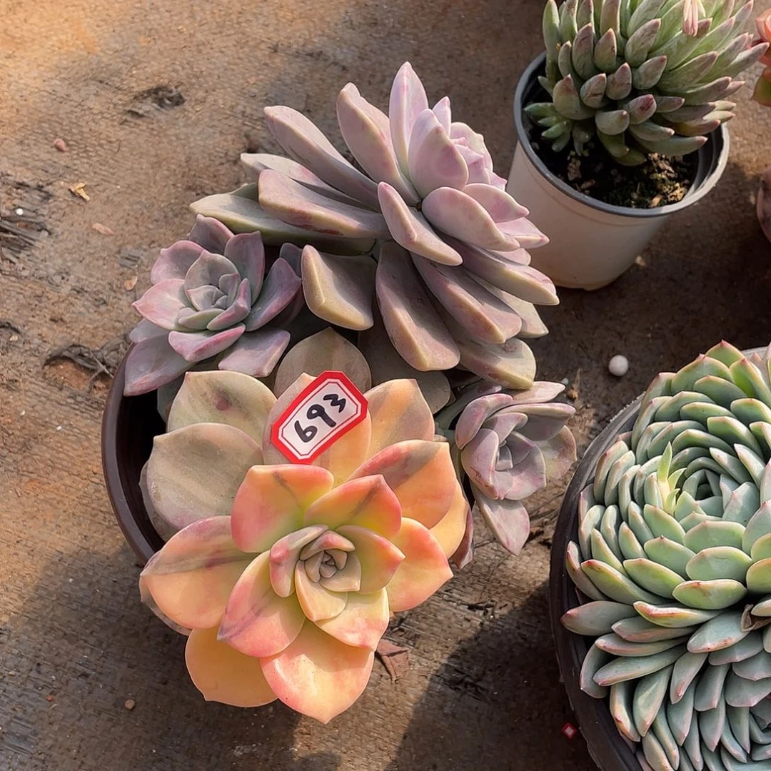 693紫乐锦一物一拍多肉