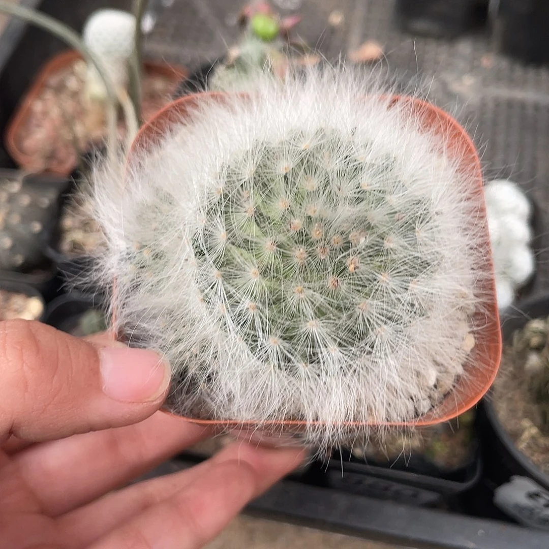 887无刺丽光殿（满18元包邮）