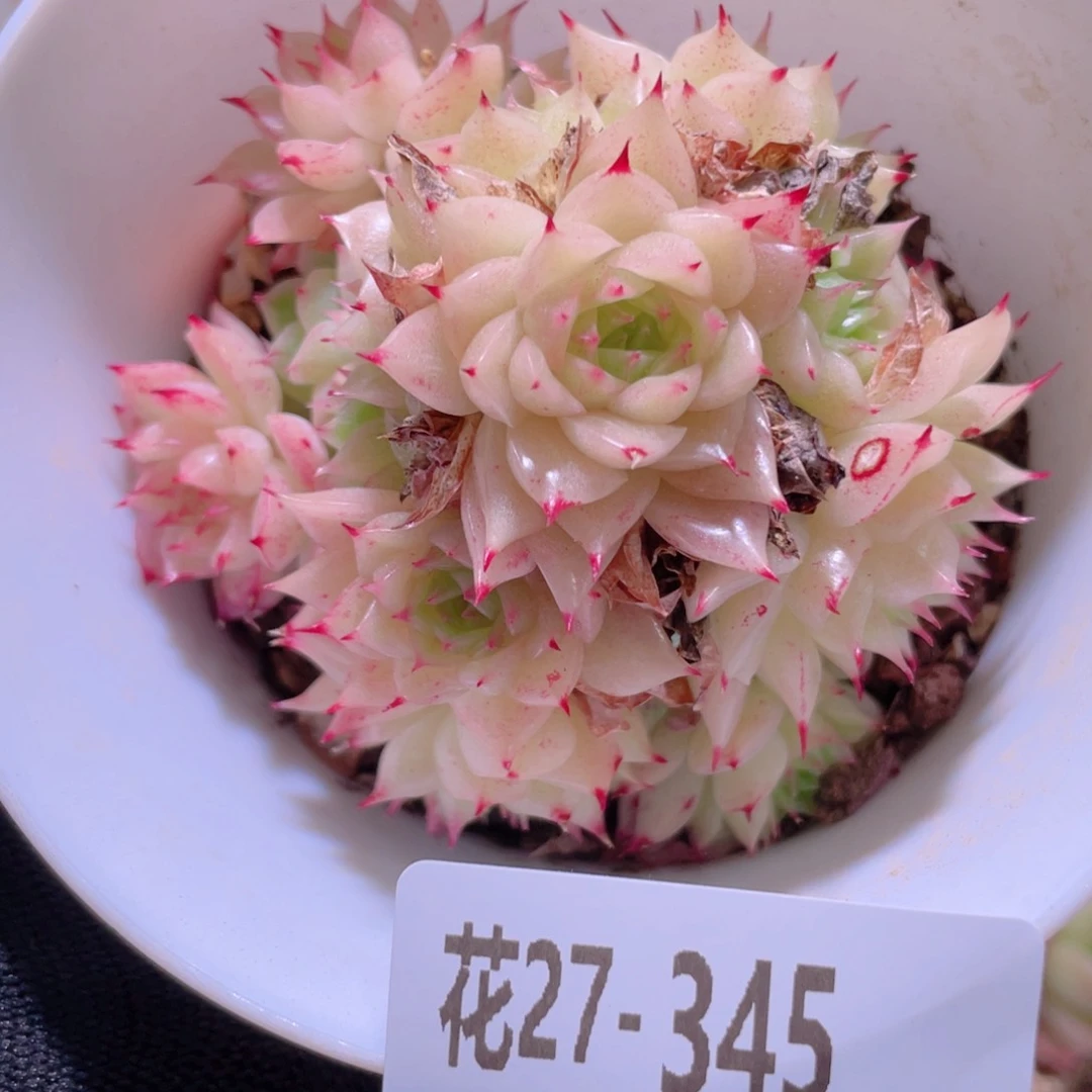 花利美27-345海王