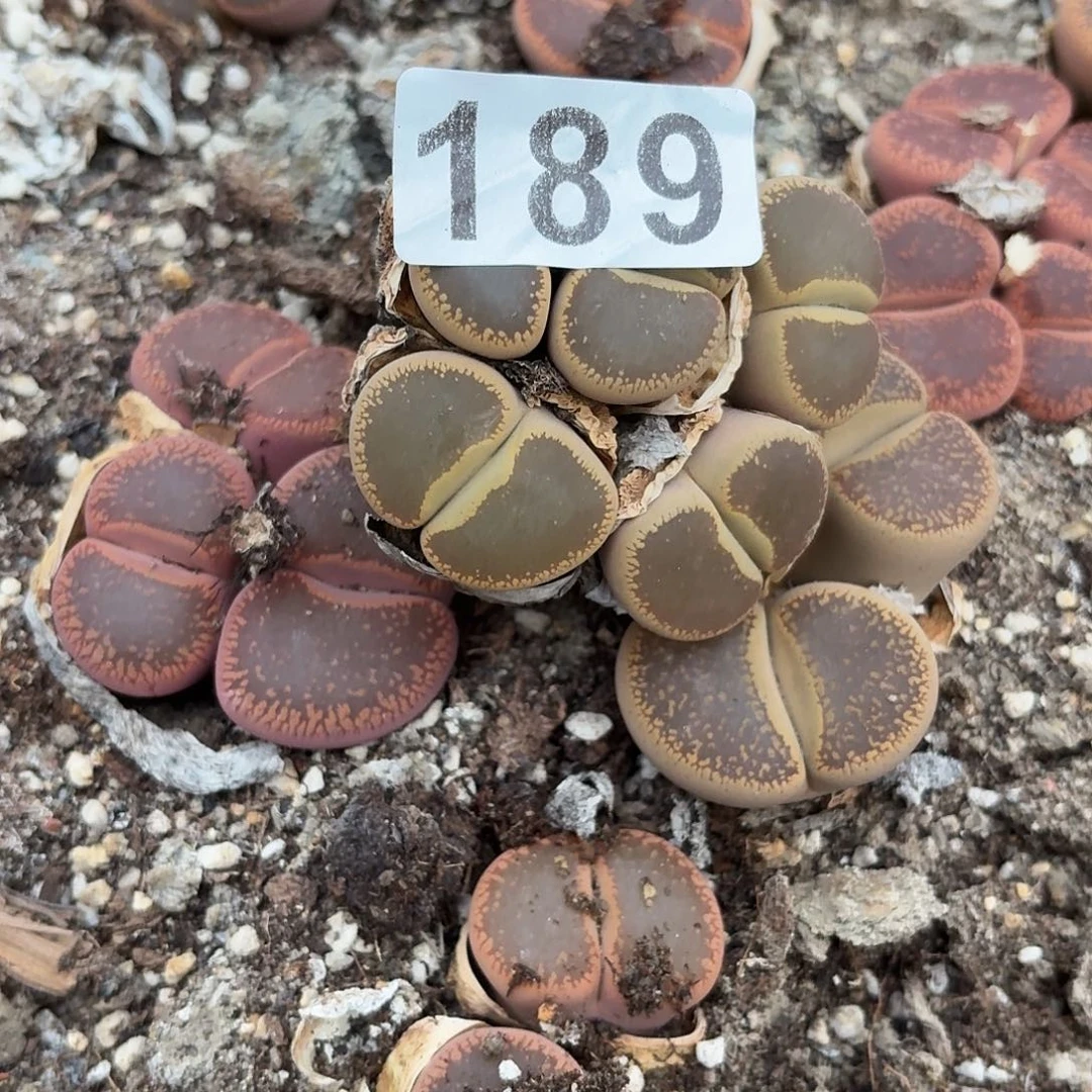 生石花一物一拍5头189