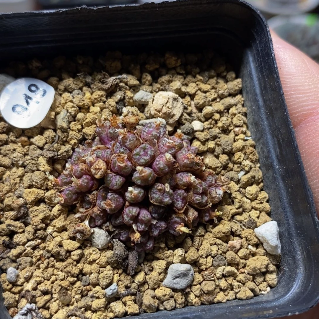 漂漂亮亮多肉植物948