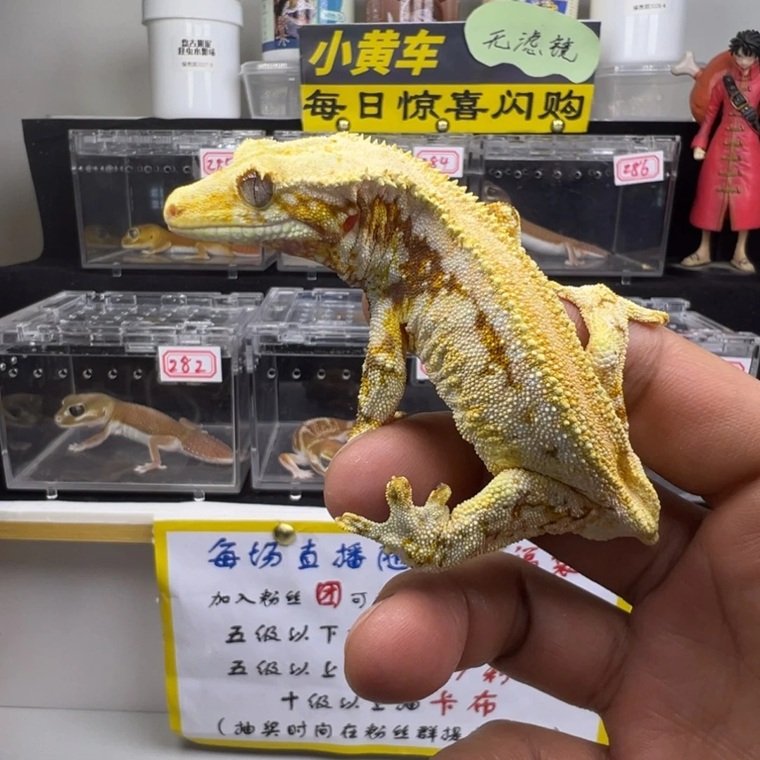 睫角守宫满奶满背莉莉