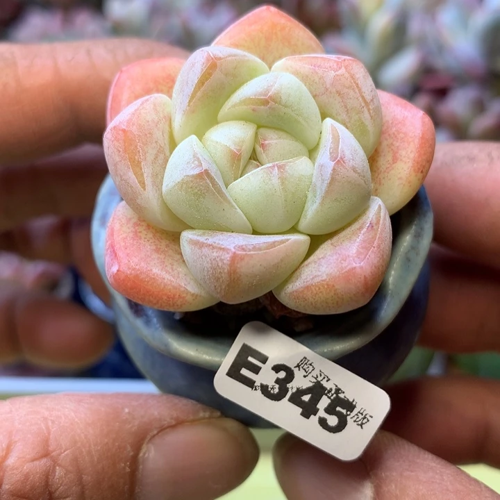 E345一物一拍带盆发