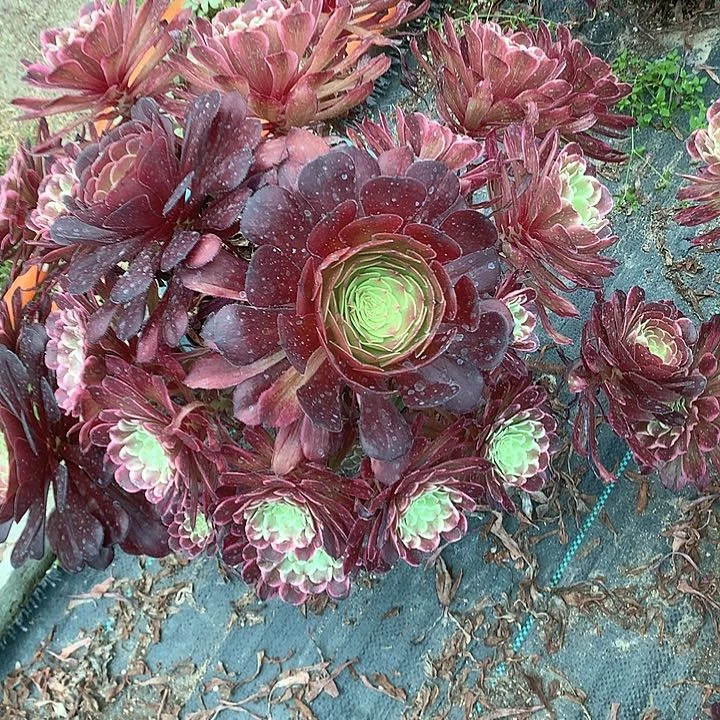 95水墨画多肉植物保护