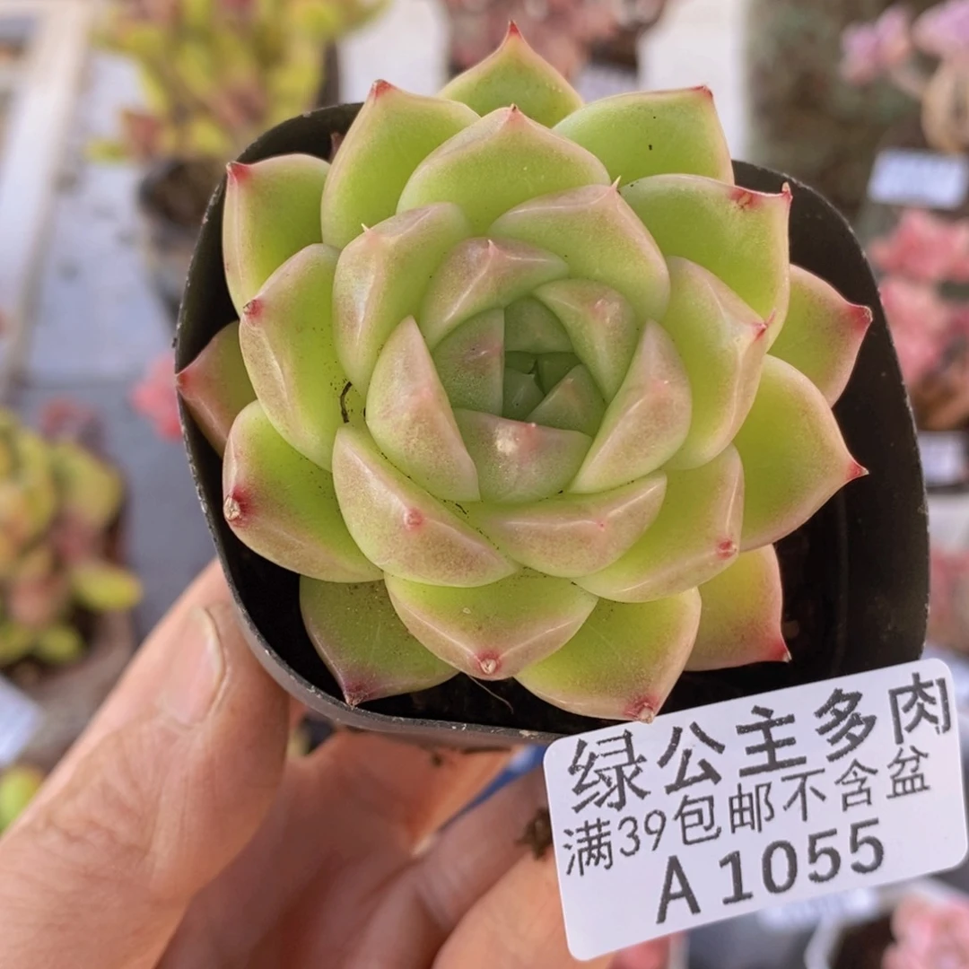 芒果奶6cm1055多肉植物