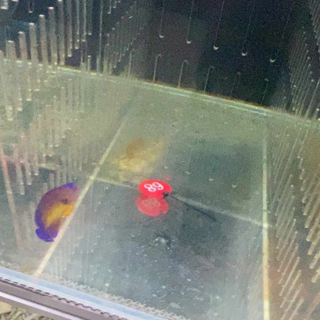 海水鱼蓝闪电68号码