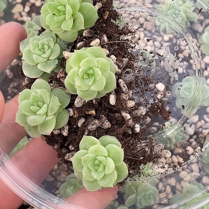 菲***姐OTO多肉切糕优选dy2468