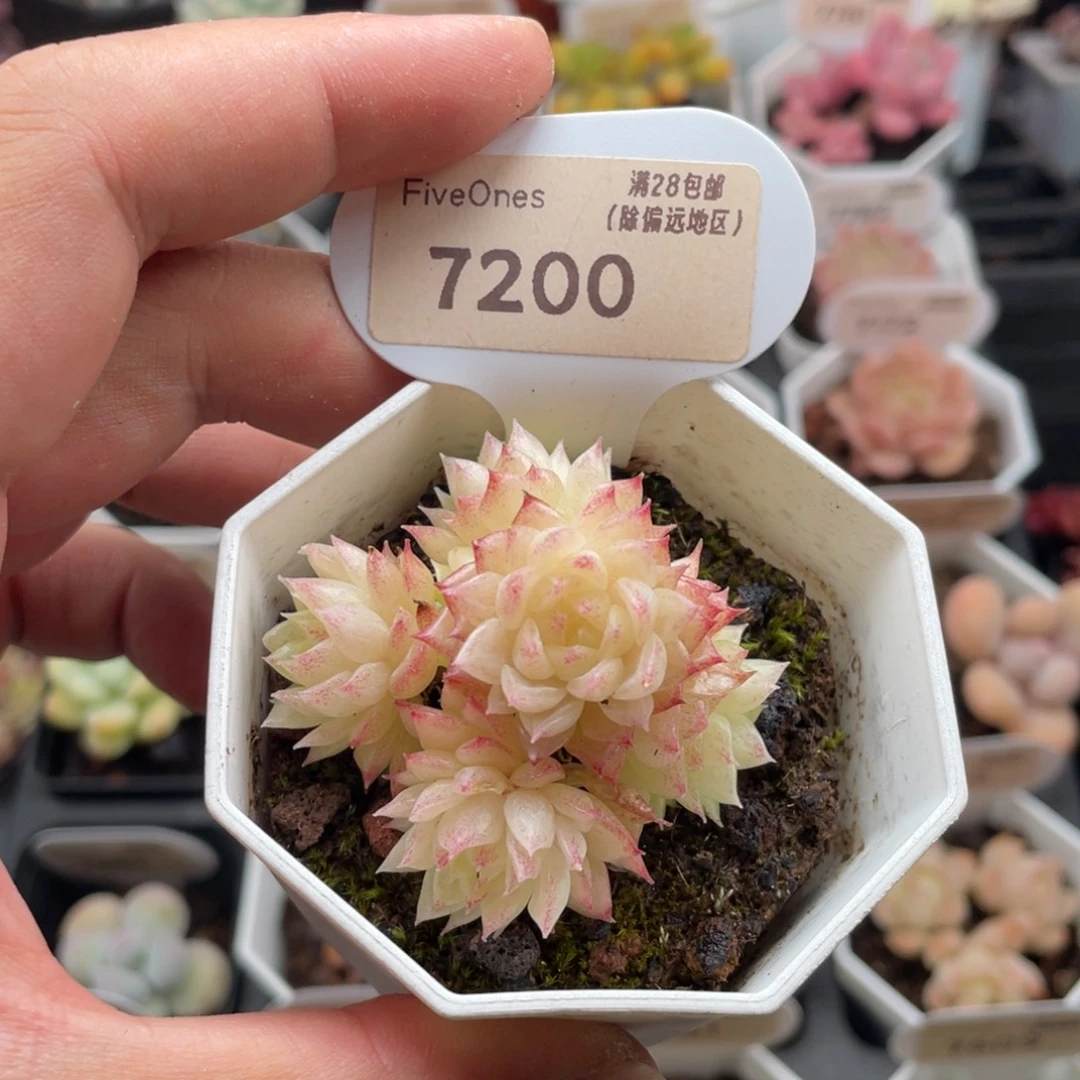 麦秆群7200-5厘米