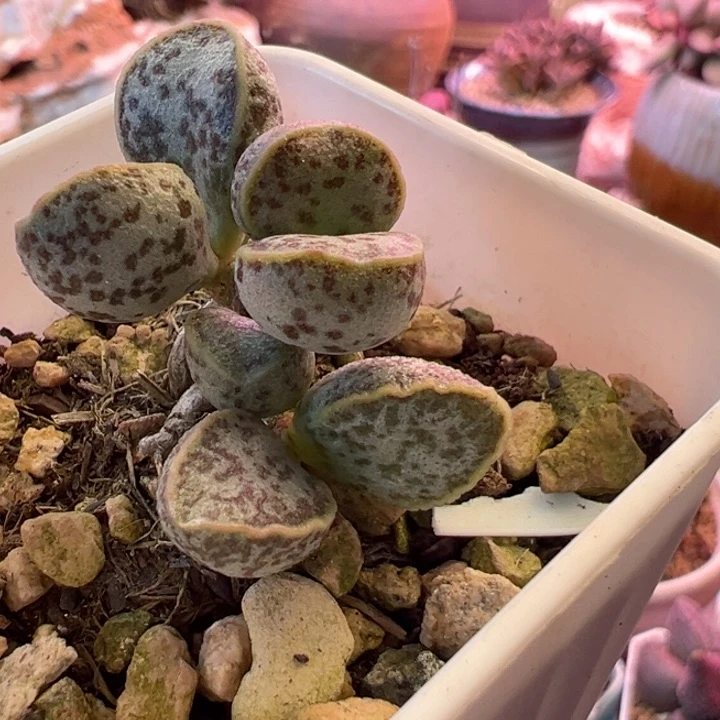 依*?可以说是一种生活方式的