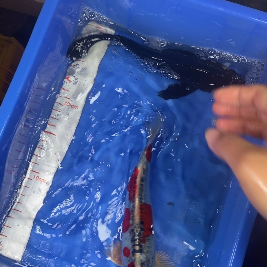 锦鲤冷水锦鲤包邮