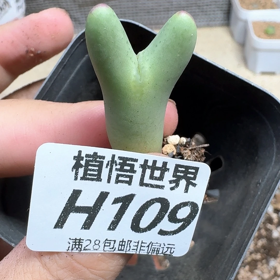 多肉植物的润泽dd