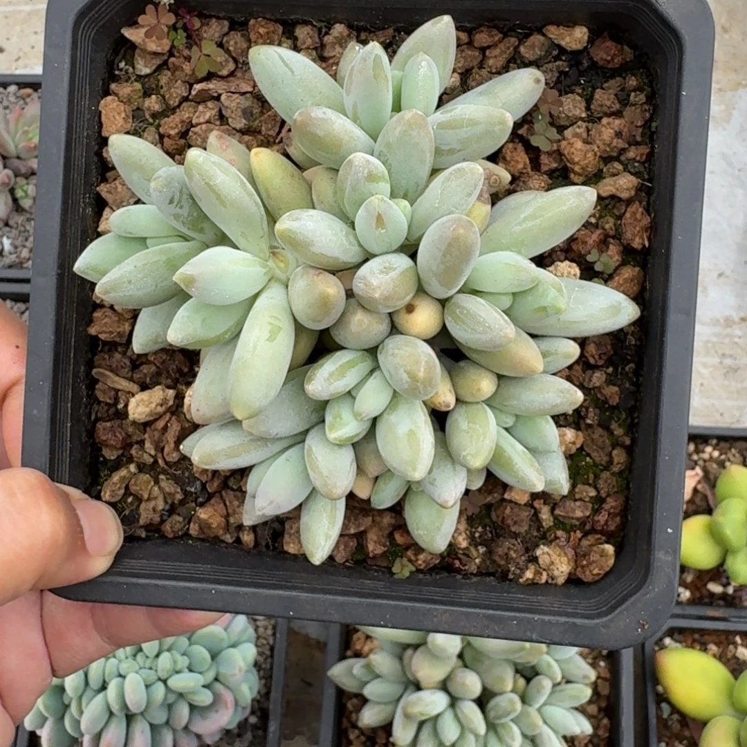 白兰地 群生 一物一拍