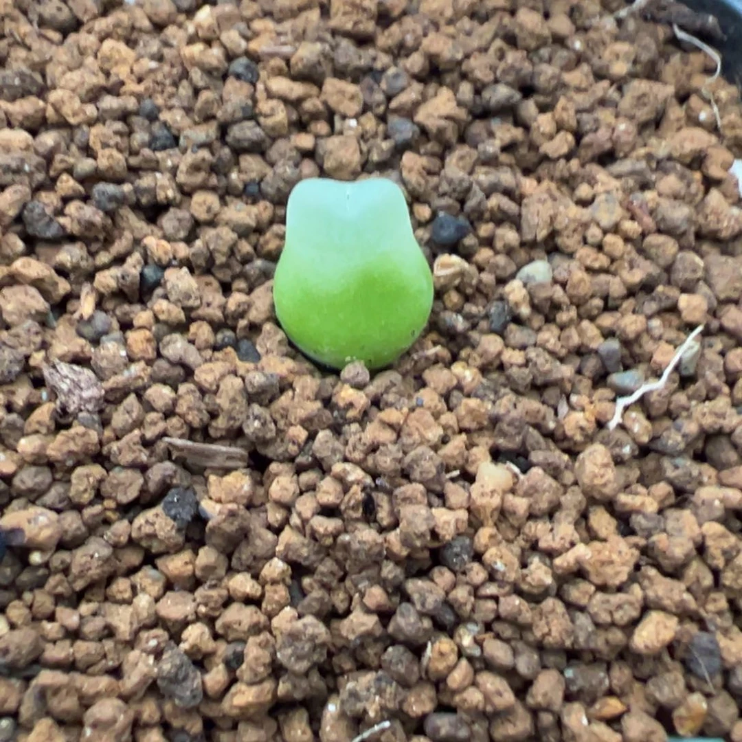 24-96拉登多肉植物,
