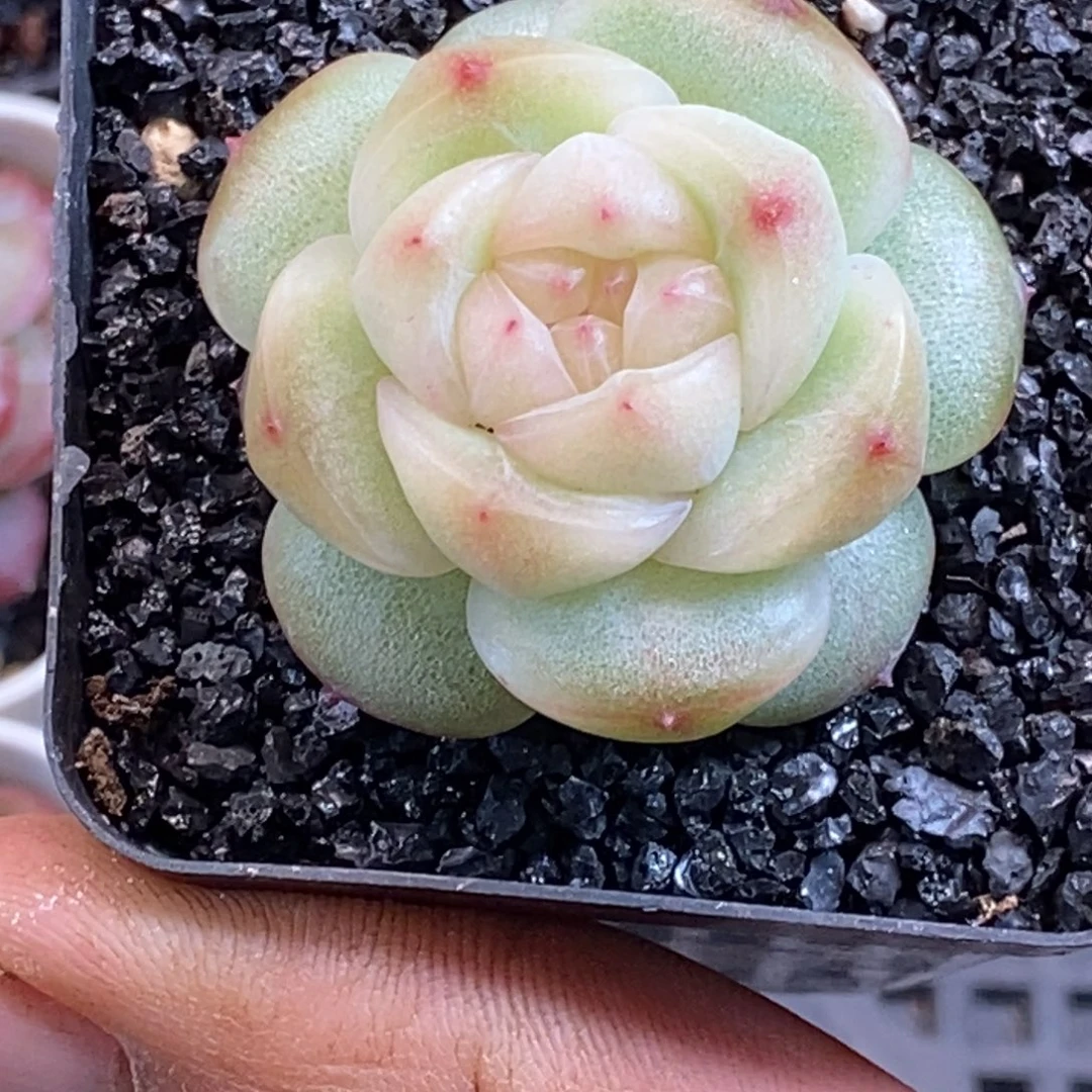 天官赐福百无禁忌