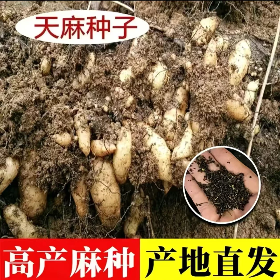 【天麻种子】四季种植盆栽阳台