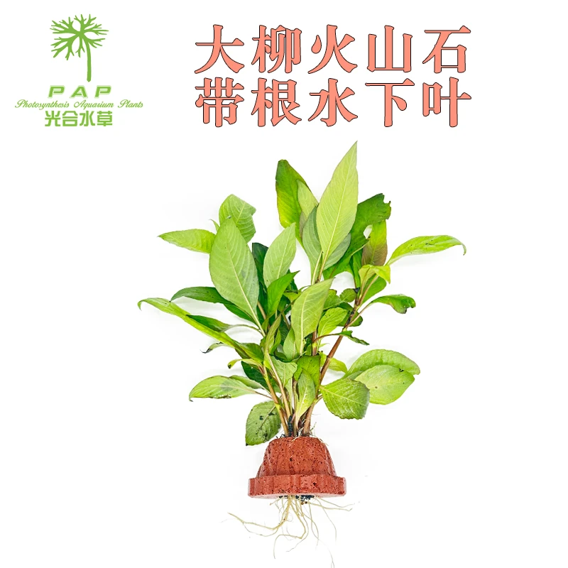 大柳水草火山石水下叶带根懒人水草