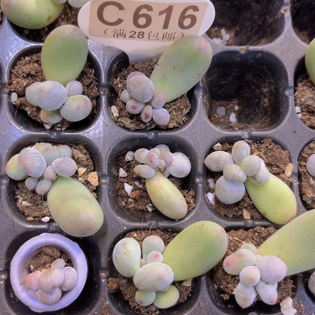 C616Mike奶一物一拍