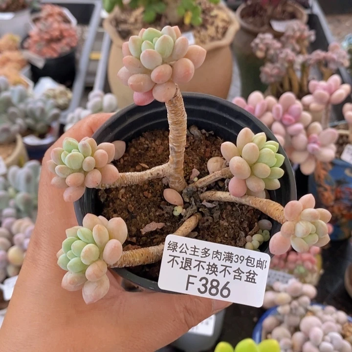 达芙妮386多肉植物