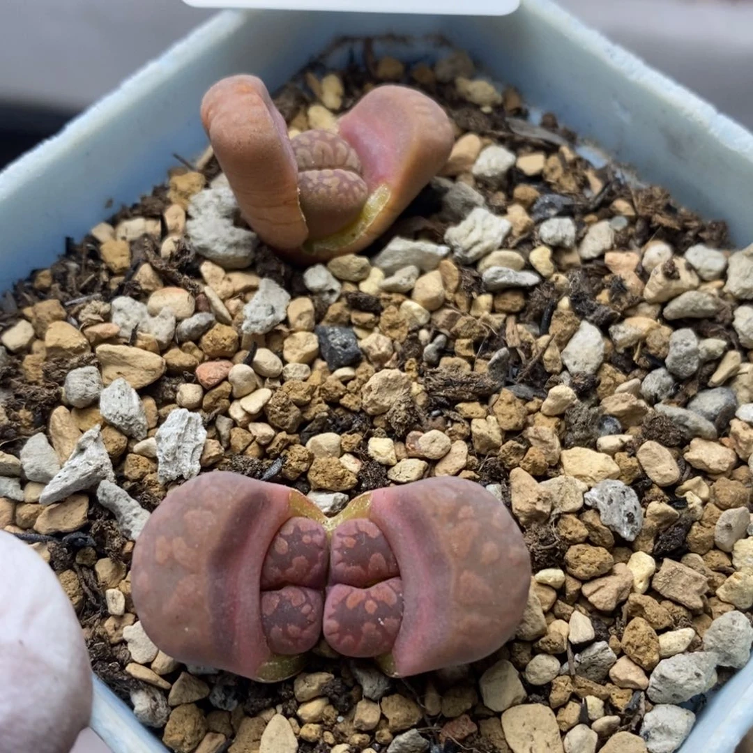 0396。零下拍保温。