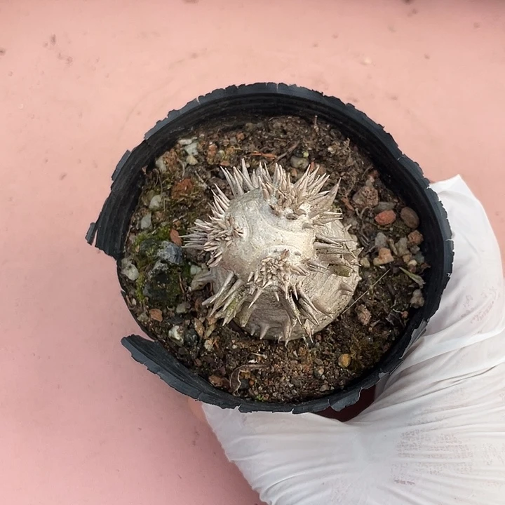 019惠比大黑块根植物