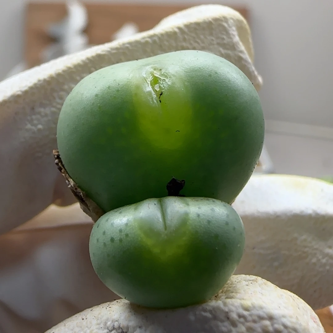 11-2-543当天满38包邮玻尿酸分株无主根1.8cm