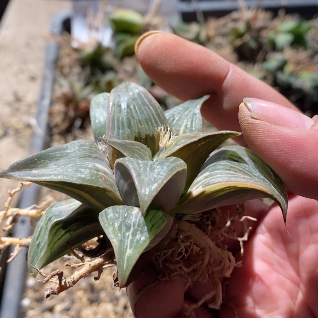 w*y5140 一颗福利。