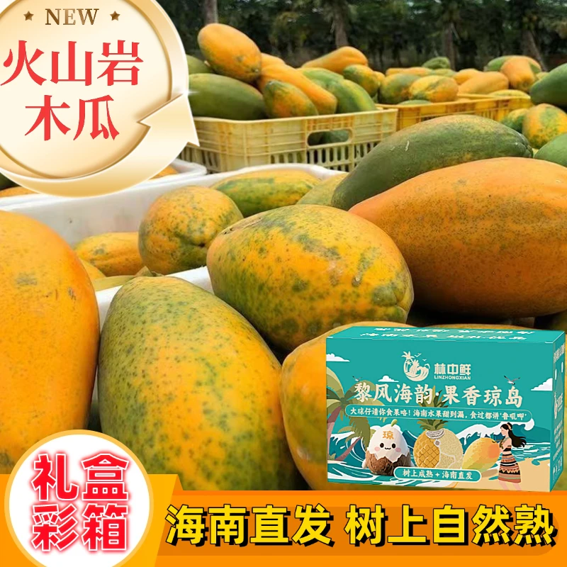 【海南直发】海南红心木瓜冰糖心牛奶木瓜采摘树上熟新鲜水果孕妇