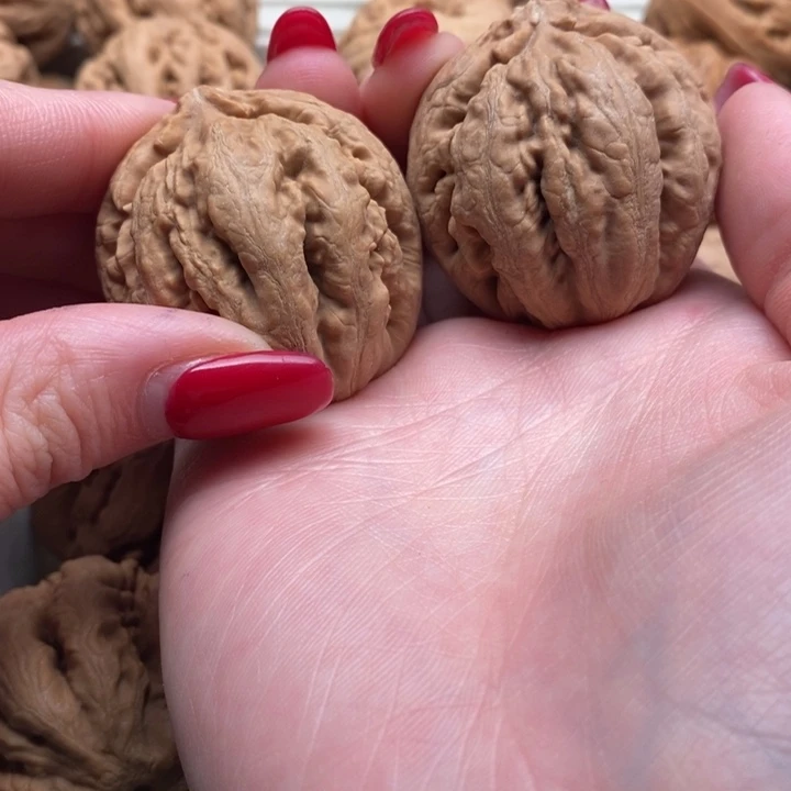 w***c霸王龙全品无修一刀没动