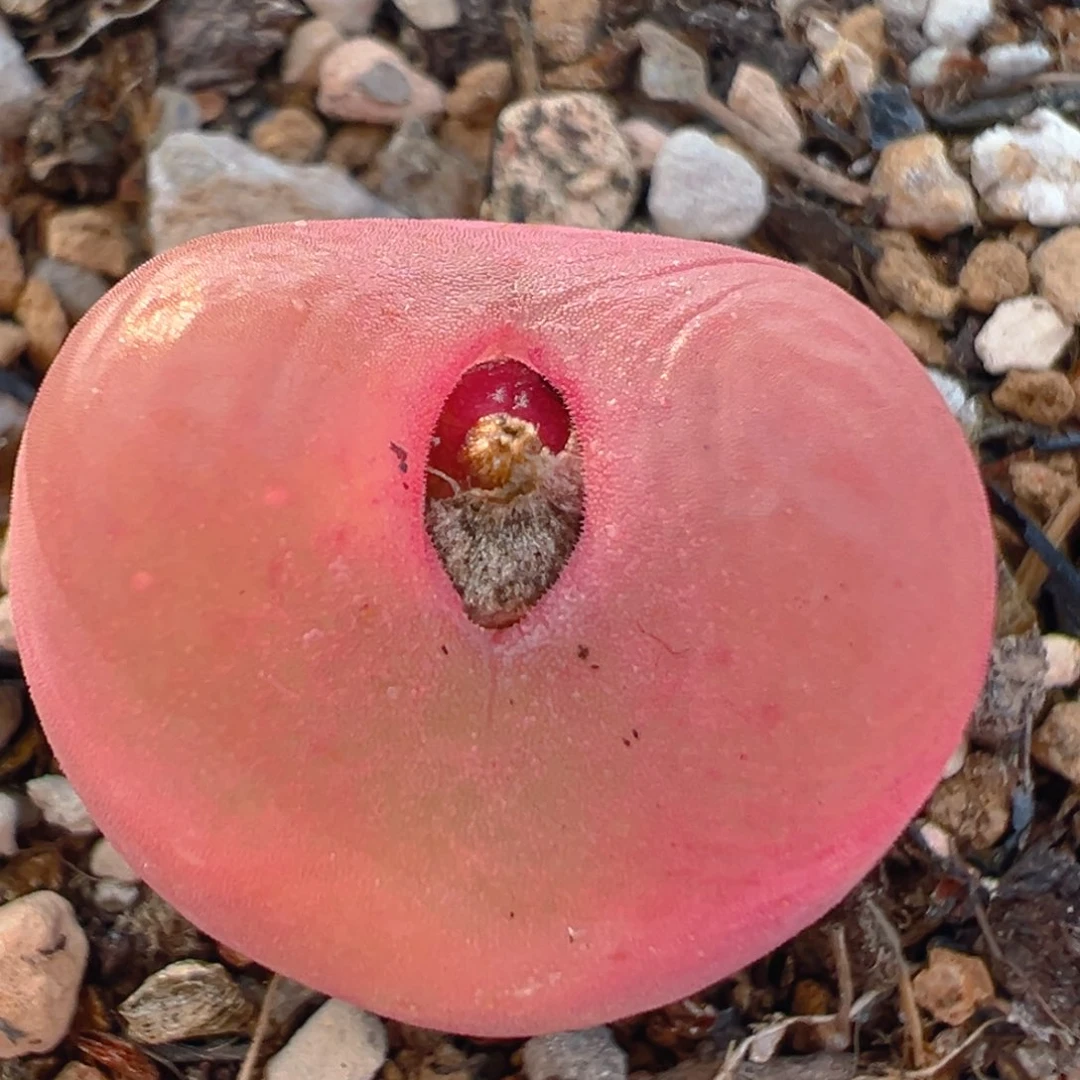 36多肉植物百科知识