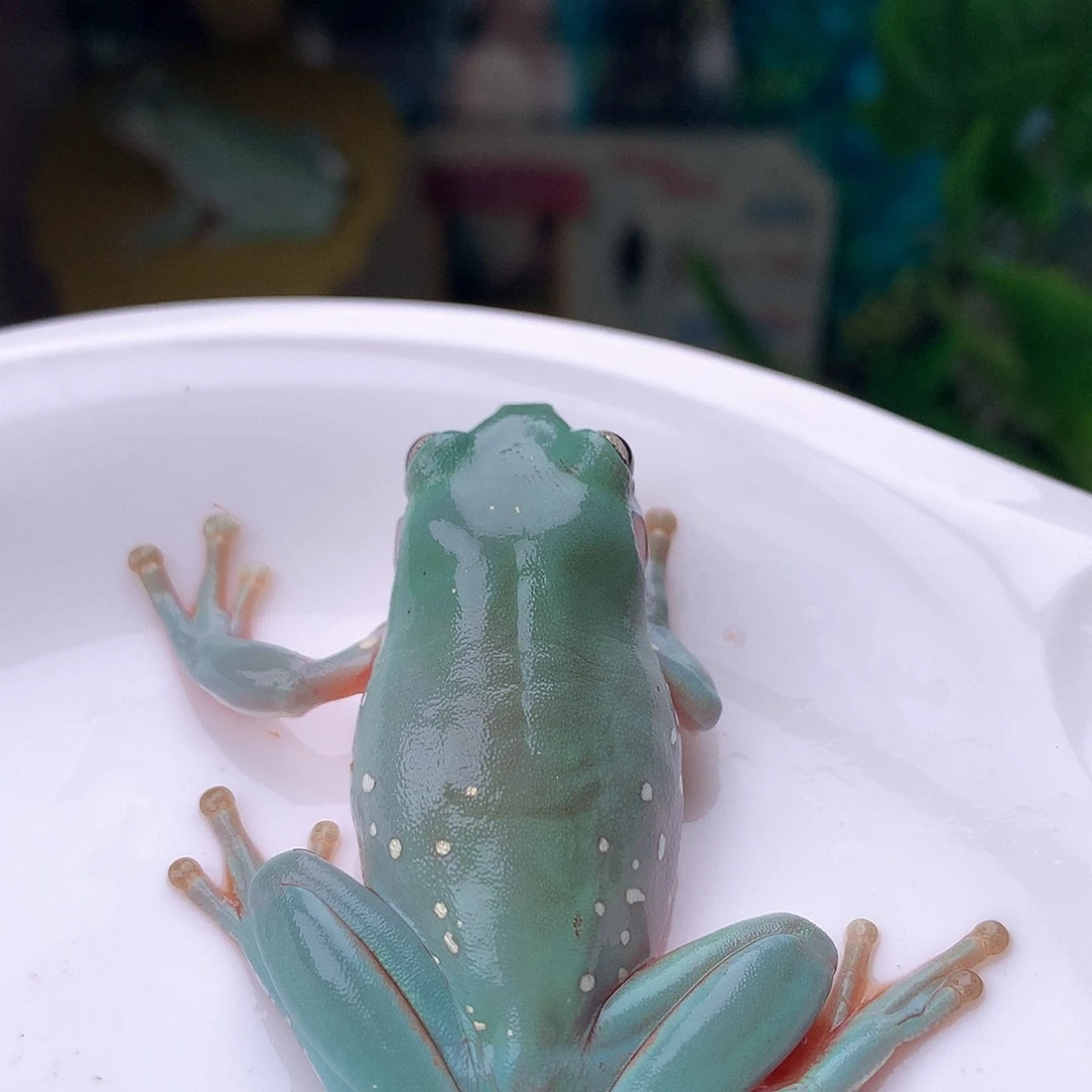 老爷树蛙7号精品天空蓝