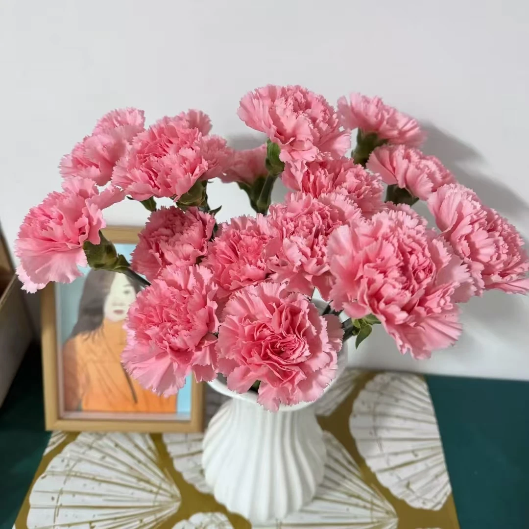 康乃馨鲜切花【2单顺丰或京东】云南鲜花水培瓶插520礼物送人