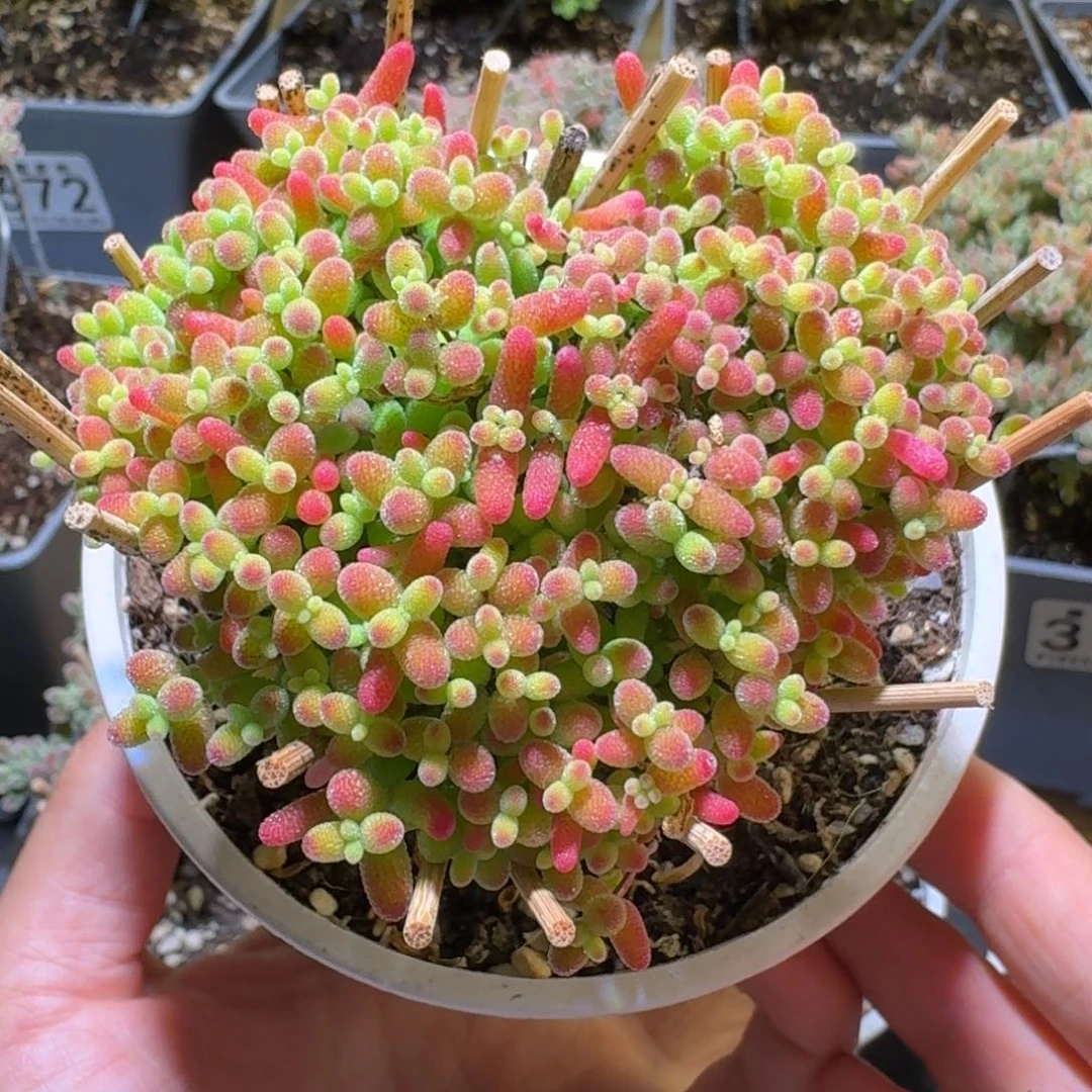 蜜橘糖球枝干番杏685