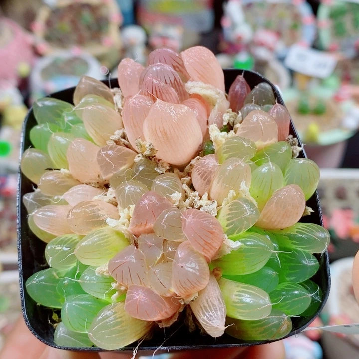 生石花花花花花花花446