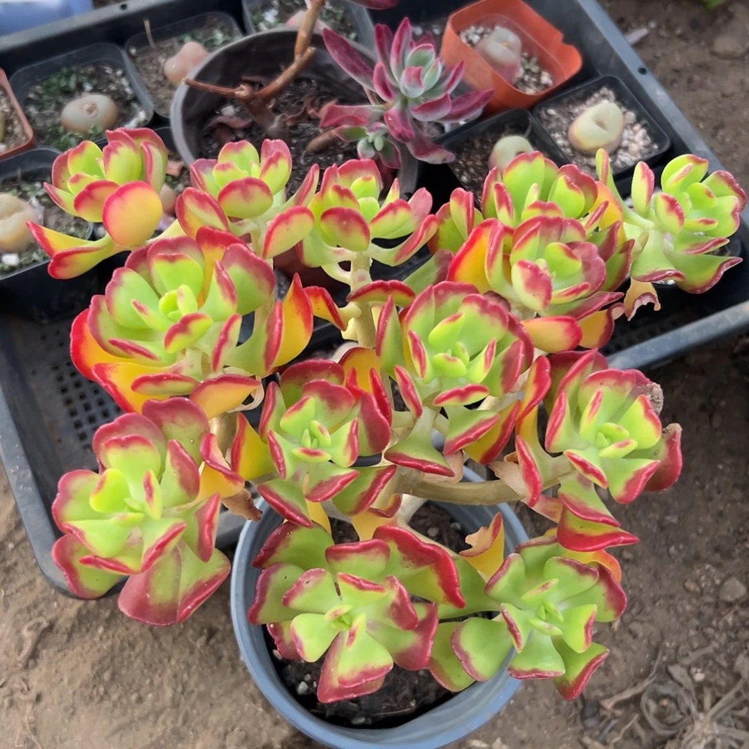 答案永远在中央音乐学院