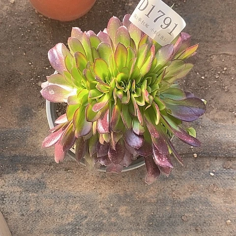 1791欧紫多肉缀化