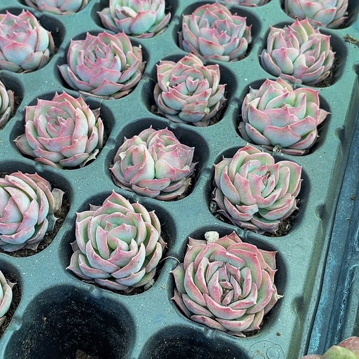 小侧影1元带土发