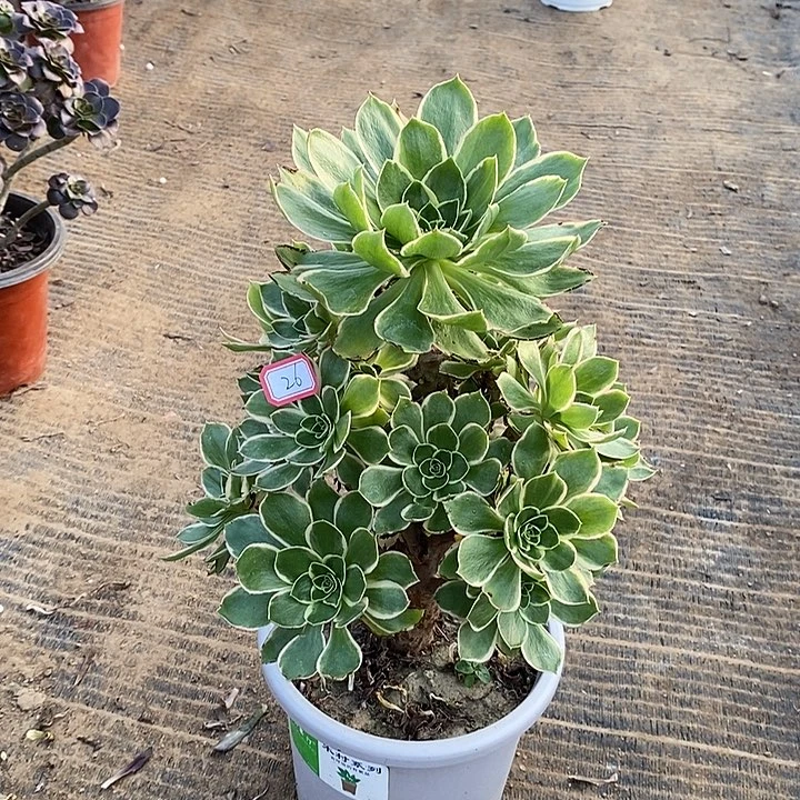 26，大叶绿玫瑰有瑕多肉法师