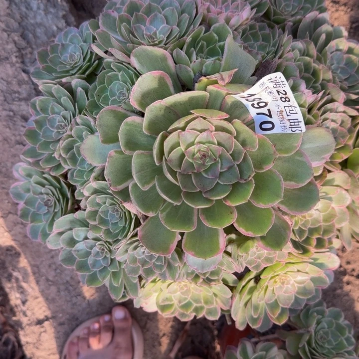 18970莲花座多肉植物