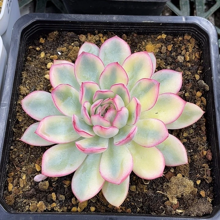 雨燕座锦一物一拍锦龙